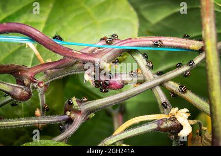 Many southern green stink bug nymphs running along the underside of bean leaves and stems. 2nd and 3rd instar visible. Black bug or beetles with orang Stock Photo