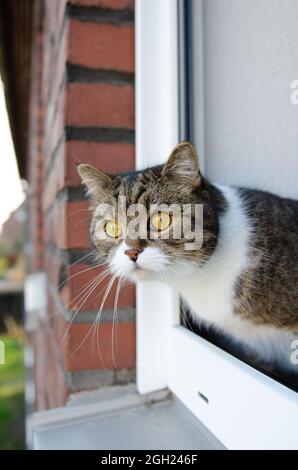 curious tabby white cat looking out of open window Stock Photo