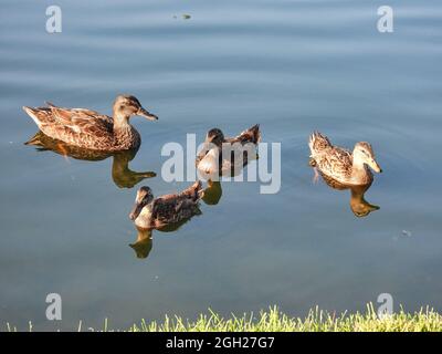 Duck and Ducklings: A female mallard duck keeps an eye on her three ducklings in the early morning with their reflection in the water Stock Photo