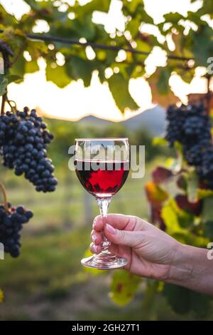 Woman holding red wine in wineglass at vineyard during sunset. Ripe red grapes on vine Stock Photo