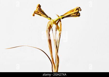 Yellow dried iris flowers on white  background Stock Photo