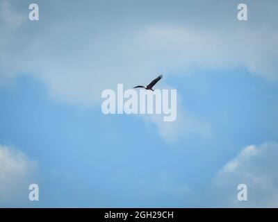 Bald Eagle in Flight: A bald eagle bird of prey raptor in flight with beak open and white clouds against a blue sky Stock Photo