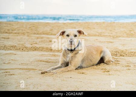 A half breed dog with a golden fur, sitting on a sandy beach, its snout dirty with sand. Stock Photo