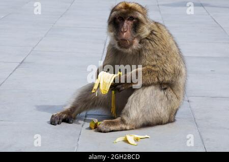 Monkey eating banana at Gibraltar Stock Photo