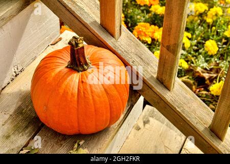 A bright orange pumpkin sits on wood stairs with the angles of the stair rail and spindles creating a sense of movement and visual interest. Stock Photo