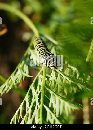 Swallowtail caterpillar feeding on carrot greens.