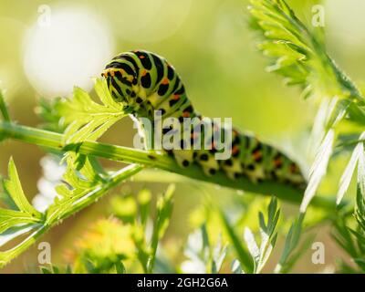 Swallowtail caterpillar feeding on carrot greens.
