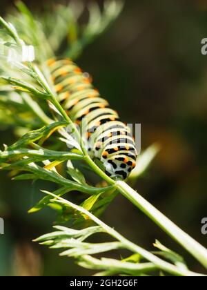 Swallowtail caterpillar feeding on carrot greens. Swallowtail caterpillar feeding on carrot greens.
