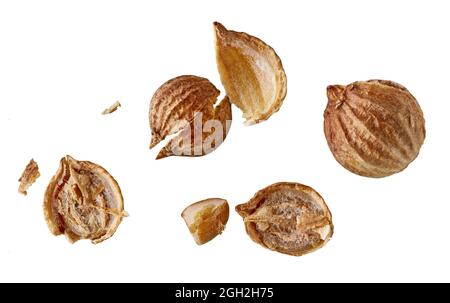 crushed coriander seeds macro isolated on white background Stock Photo
