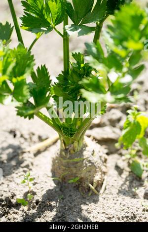 Root celery, celeriac in soil, garden Stock Photo