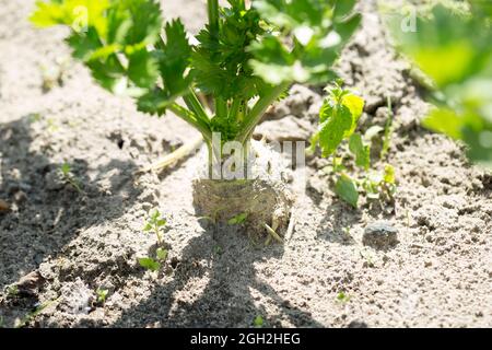 Root celery, celeriac in soil, garden Stock Photo