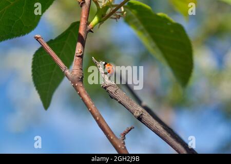 A closeup shot of a ladybug sitting on a tree branch. Ladybug on a branch of an apple tree among green leaves. Stock Photo