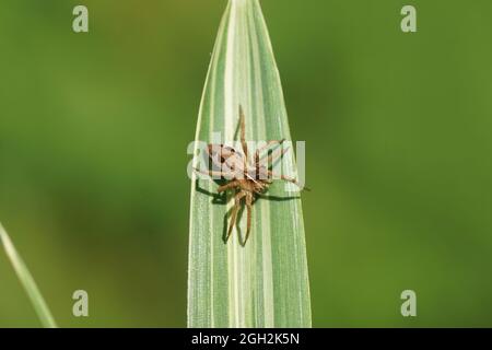 Young nursery web spider (Pisaura mirabilis). Family Pisauridae. On the leaves of a bamboo. Dutch garden, end summer. September, Netherlands Stock Photo