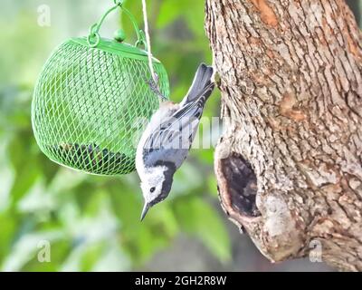 White Breasted Nuthatch Bird on Feeder: A white breasted nuthatch bird hangs upside down on a feeder hanging from a tree Stock Photo