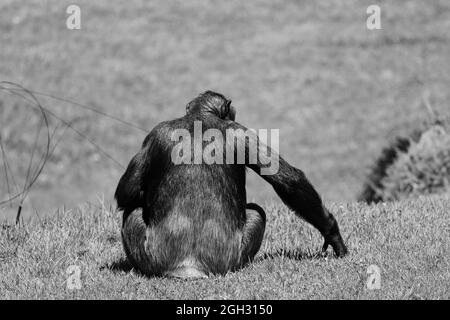 Grayscale shot of a chimpanzee in a zoo Stock Photo - Alamy