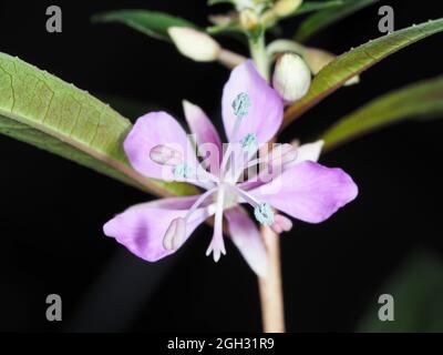 Fireweed (Chamaenerion angustifolium) flower Stock Photo