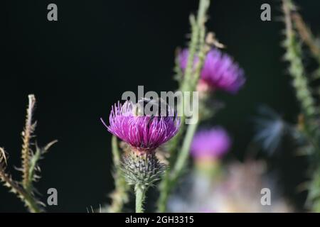 a broken belted Bumblebee on a Thistle Stock Photo