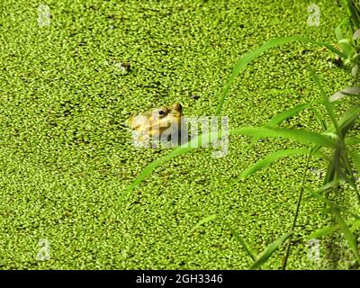 Frog in the Pond: A young bullfrog sits on the edge of a pond covered in a bright green duckweed growth. Stock Photo