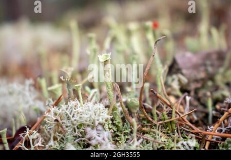 Beautiful gray tubular moss, moss close-up, macro. Close-up of moss in a pine forest on a cool autumn day. Beautiful moss background wallpaper. Stock Photo