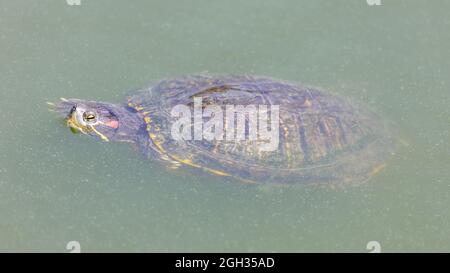 Red-eared slider turtle swimming in a pond with head above water. Santa Clara County, California, USA. Stock Photo