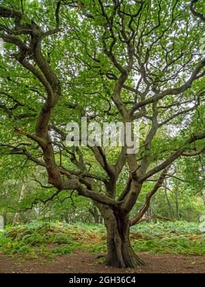 Old oak tree with twisted branches and summer foliage Stock Photo