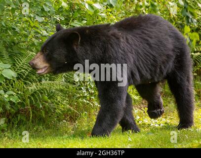 WARREN, VERMONT, USA - American black bear. Ursus americanus Stock Photo