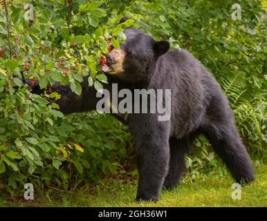 WARREN, VERMONT, USA - American black bear feeding on choke cherries. Ursus americanus Stock Photo