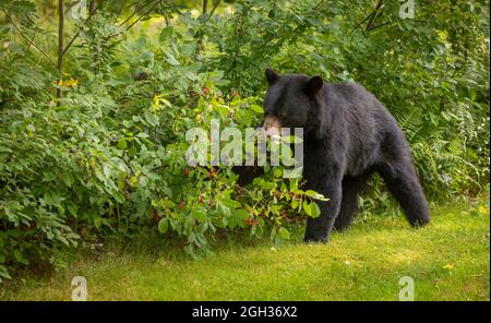 WARREN, VERMONT, USA - American black bear browsing for choke cherries. Ursus americanus Stock Photo