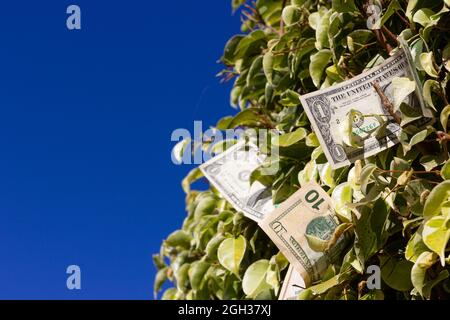 US dollar bills on green leaves bush over blue sky background. Money growing on trees concept, copy space Stock Photo