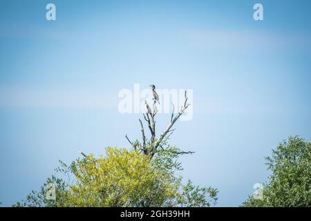 osprey birds sitting in the tree Stock Photo