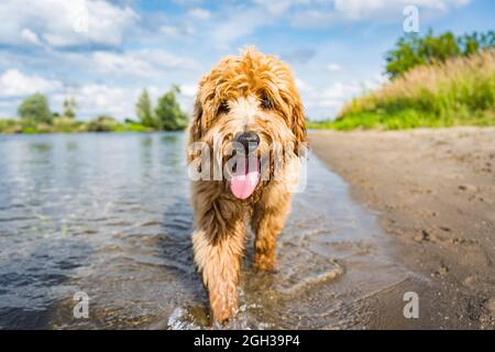 dog walking on the beach Stock Photo
