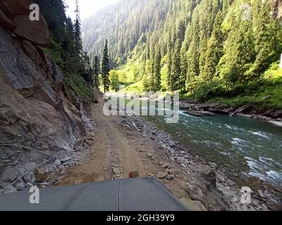 Forest way with long green lush trees Stock Photo