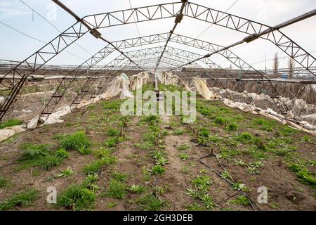 Abandoned greenhouses. Destroyed greenhouse of a ruined hothouse economy. Abandoned greenhouse. Frame greenhouses without glass and film. Stock Photo