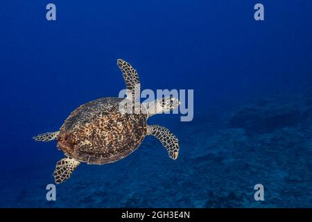 A critically endangered hawksbill turtle, Eretmochelys imbricata, glides over a reef off the island of Yap, Micronesia. Stock Photo