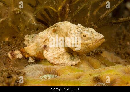 This juvenile devil scorpionfish, Scorpaenopsis diabolus, is less than an inch long as are the coral polyps that it is resting on, Philippines. Stock Photo