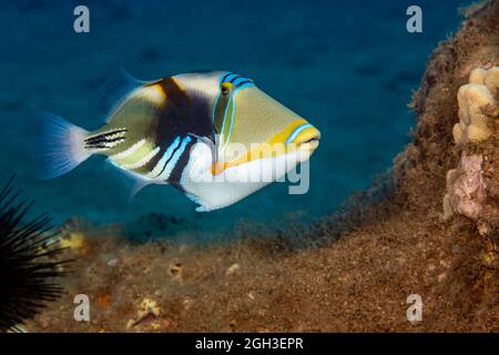 The picasso triggerfish or lagoon triggerfish or blackbar triggerfish or picassofish, Rhinecanthus aculeatus, is often refered to as the humuhumunukun Stock Photo