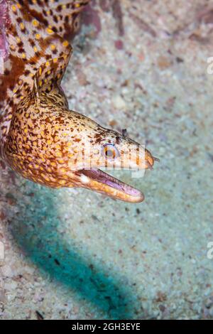 The jewel moray eel, Muraena lentiginosa, is found along the eastern Pacific coast, including the infamous Galapagos Islands where this one was photog Stock Photo