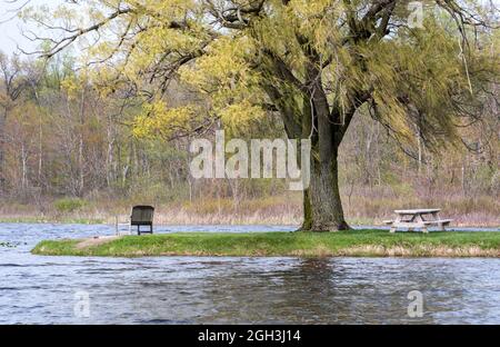 A wooden park bench and a old wood picnic table, sit under a large willow tree on this small lake in spring Stock Photo