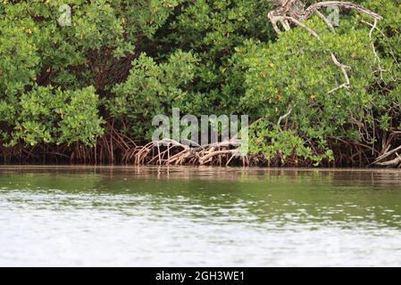 Mangroves on Barrier Islands in Southwest Florida Stock Photo