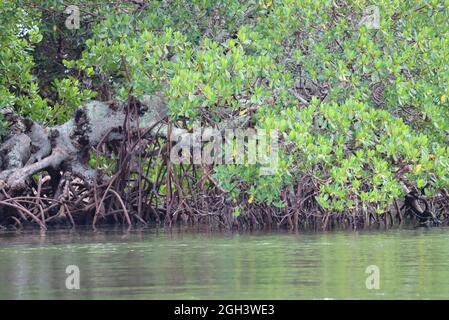 Mangroves on Barrier Islands in Southwest Florida Stock Photo