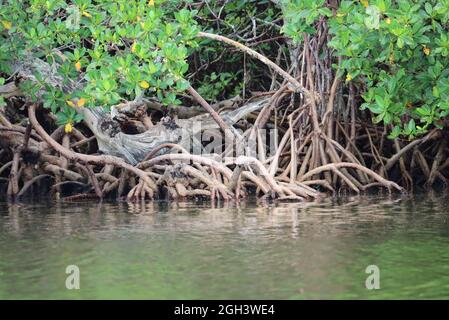 Mangroves on Barrier Islands in Southwest Florida Stock Photo