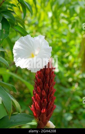 Cheilocostus speciosus, or crêpe ginger, is a species of flowering plant in the family Costaceae, and is native to southeast Asia where it is cultivat Stock Photo