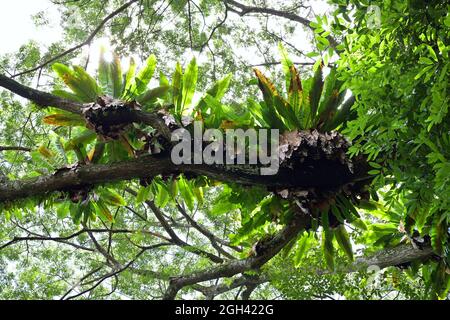 View of multiple clusters of Bird's Nest Fern growing on large tree branch in tropical rainforest, from below Stock Photo