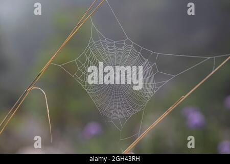 Close-up of a spider's web with dewdrops in the forest Stock Photo