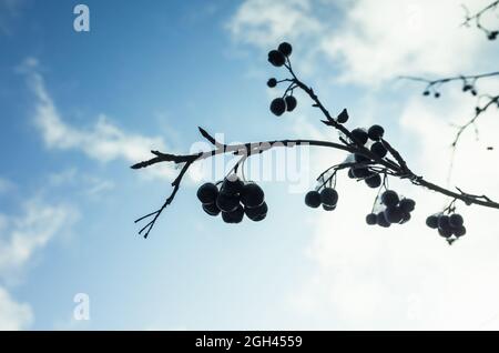 Chokeberries are on a branch covered with hoarfrost and snow under cloudy sky. Aronia close up photo with selective focus Stock Photo