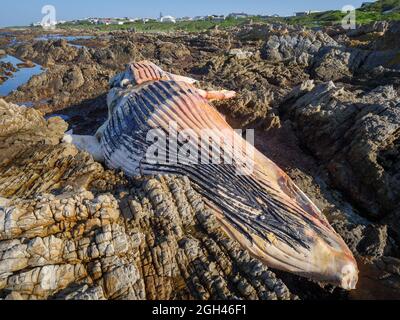 Dead southern right whale (Eubalaena australis) on the rocky shoreline near Hermanus. Whale Coast. Western Cape. South Africa Stock Photo