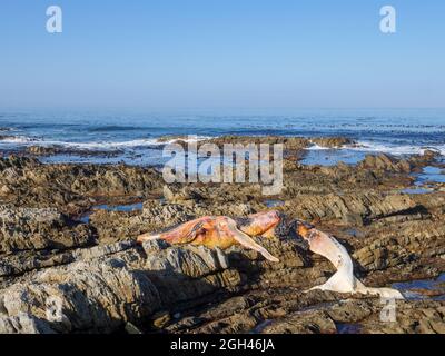 Dead southern right whale (Eubalaena australis) on the rocky shoreline near Hermanus. Whale Coast. Western Cape. South Africa Stock Photo