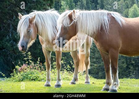 Horse Haflinger (Aveliniesi) near Ifinger peak (PIcco Ivigna) in South Tyol . Südtirol - Trentino Alto Adige - near Merano - Meran Italy Europe Stock Photo