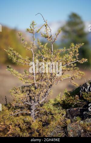 North Chui mountain range with larch forest is on foreground. . Altai ...