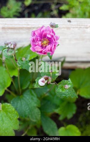 Anemone japonica ROTKAPPCHEN in the garden, close- up, selektive fokus Stock Photo